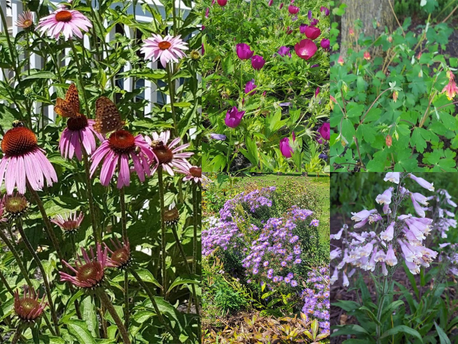 Environmental Benefits of Cultivating Native Flowers