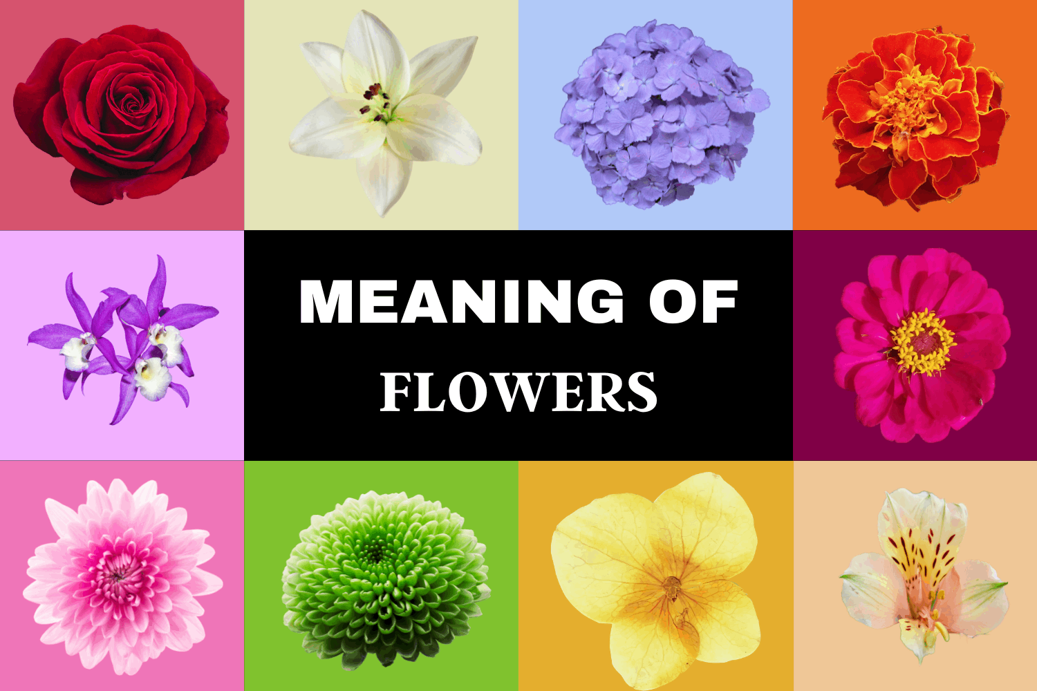 Understanding Flower Symbolism and Meanings